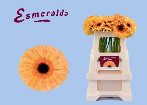 <h4>GERBERA JETSET</h4>