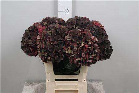 <h4>Hydr Cl M Mag D Ruby</h4>
