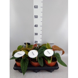 Anthurium   ...