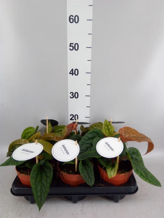 <h4>Anthurium   ...</h4>