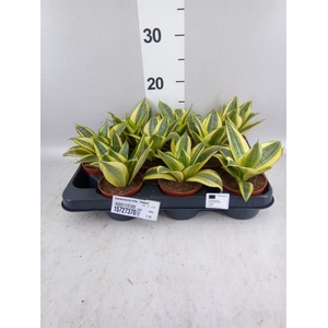 Sansevieria trifa. 'Hahnii'