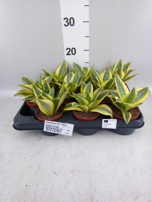 <h4>Sansevieria trifa. 'Hahnii'</h4>