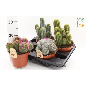 CACTUS GEM