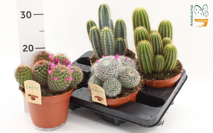 <h4>CACTUS GEM</h4>