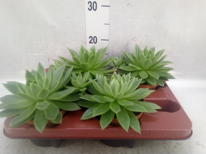 <h4>Echeveria agavoides</h4>