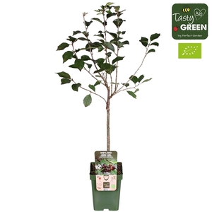 Prunus cerasus Morellenfeuer Bio P23