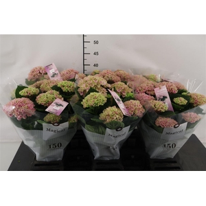 ! Hydrangea 12 Cm. P. Pink Mag. Revolution 5+ Sch.