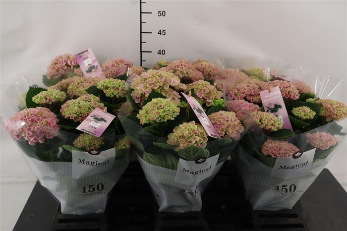 <h4>! Hydrangea 12 Cm. P. Pink Mag. Revolution 5+ Sch.</h4>