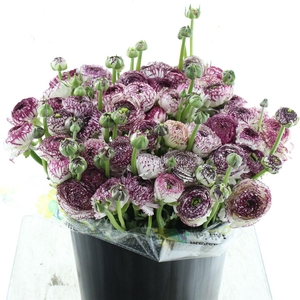 Ran Su Sr Cappuccino Weiss Super