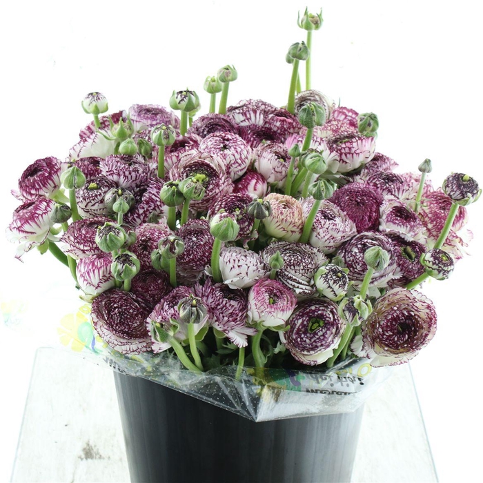 <h4>Ran Su Sr Cappuccino Weiss Super</h4>