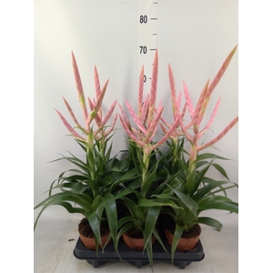 Tillandsia  'Dolce'