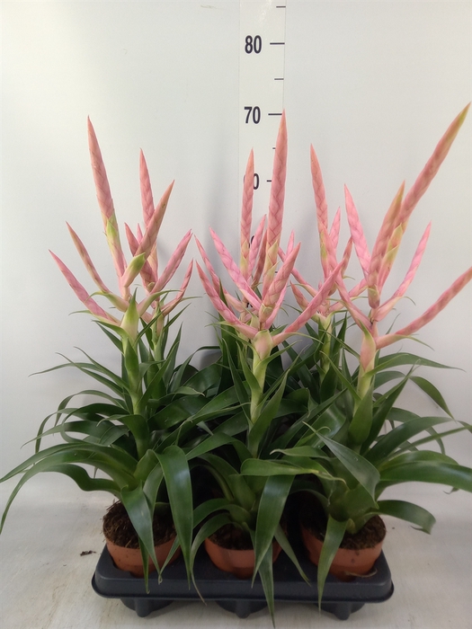 <h4>Tillandsia  'Dolce'</h4>