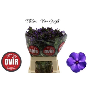 PHLOX P VAN GOGH