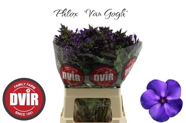 <h4>PHLOX P VAN GOGH</h4>