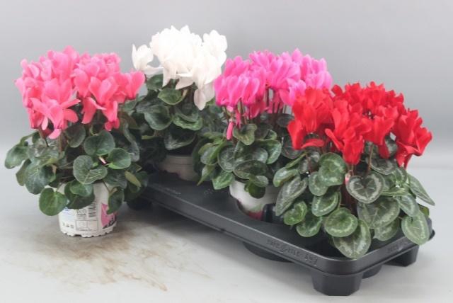 <h4>CYCL GR SUP XL</h4>