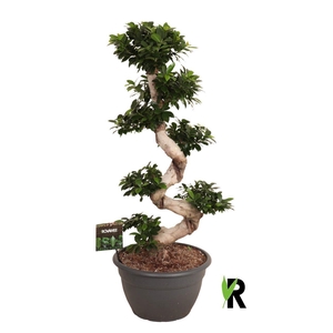 Ficus microcarpa 'Ginseng'