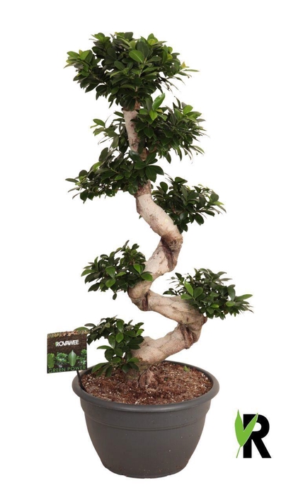 <h4>Ficus microcarpa 'Ginseng'</h4>