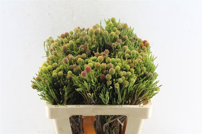 <h4>Kaaps Cluster Star</h4>