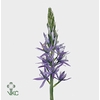 Camassia Purple