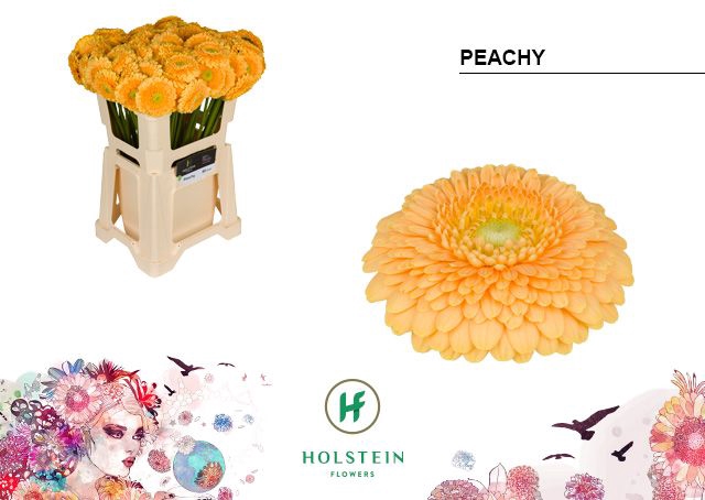 <h4>Germini Pomponi Peachy Water</h4>