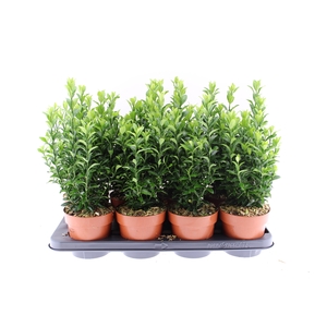 Euonymus Jap. 'Green spire' P13