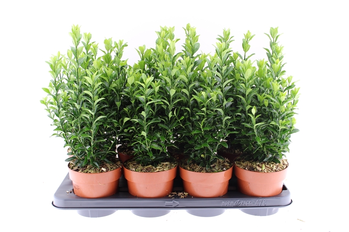 <h4>Euonymus Jap. 'Green spire' P13</h4>