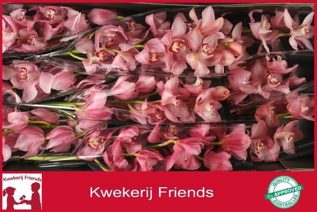 <h4>CYMB T GEISHA GIRL</h4>