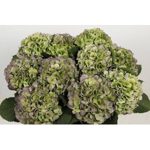 Hydr M Ch Vere Bl Cl