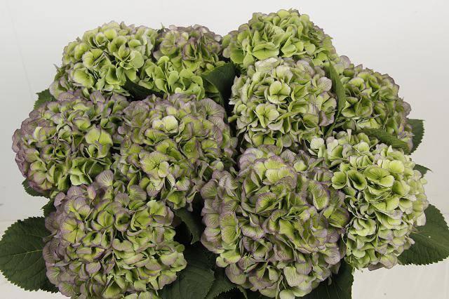 <h4>Hydr M Ch Whi Ver Cl</h4>