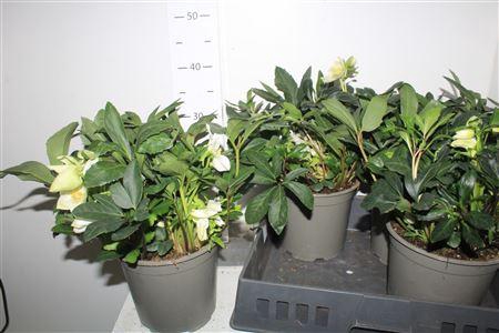 <h4>Hell Ni Chr Carol 15 Bloemen+</h4>
