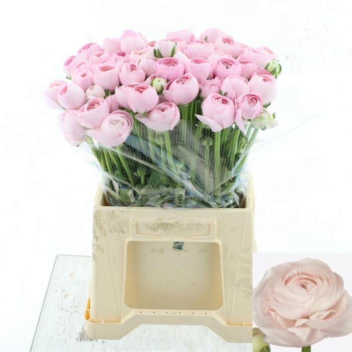 <h4>RAN SU HANOI</h4>