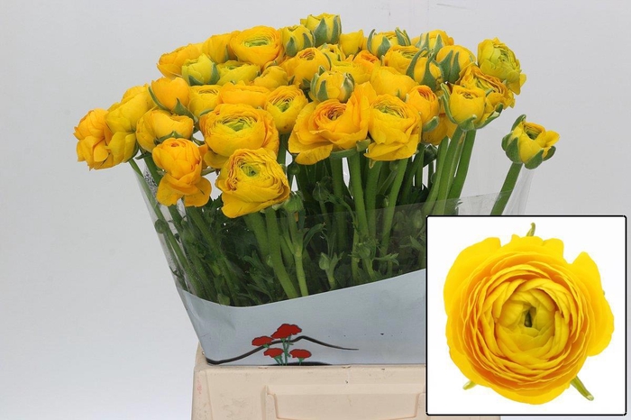 <h4>RAN EL YELLOW</h4>