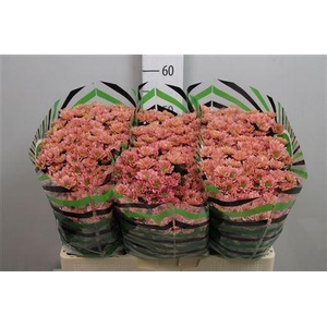 Chr S Rossi Smokey