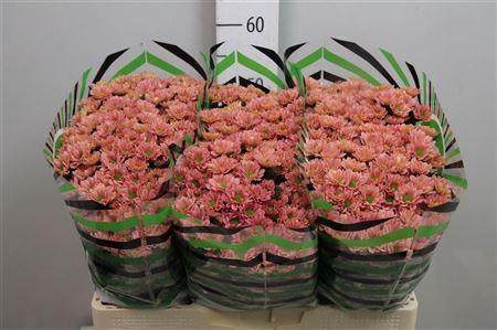 <h4>Chr S Rossi Smokey</h4>