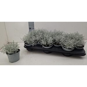 LEUCOPH BROWNII