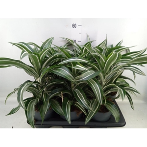 Dracaena frag. 'Jade Jewel'