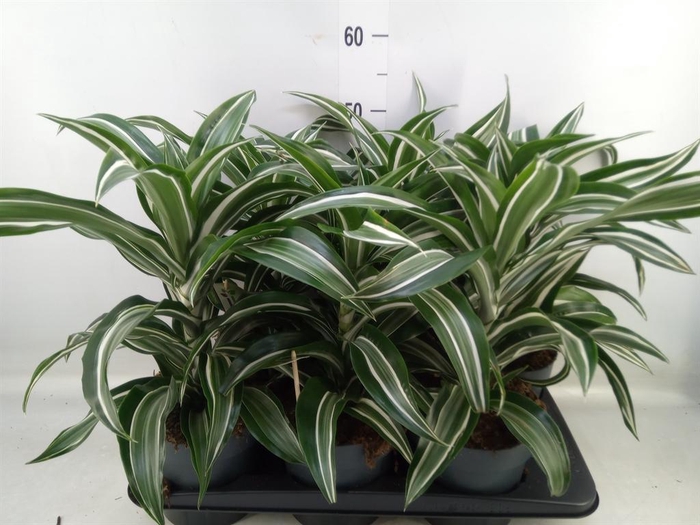 <h4>Dracaena frag. 'Jade Jewel'</h4>