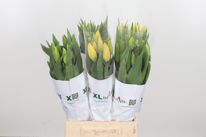 <h4>Tu En Overig Yellow</h4>