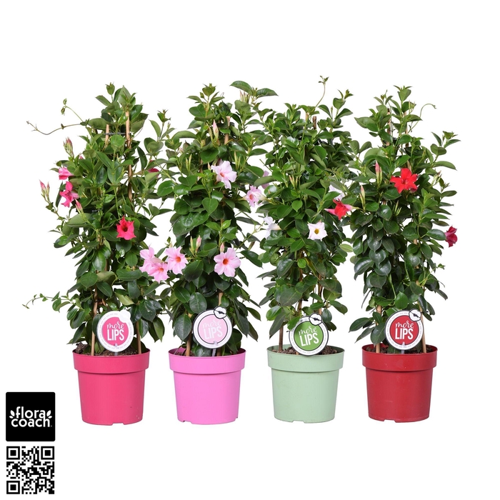 <h4>MoreLIPS® Dipladenia Sundaville piramide Mix</h4>