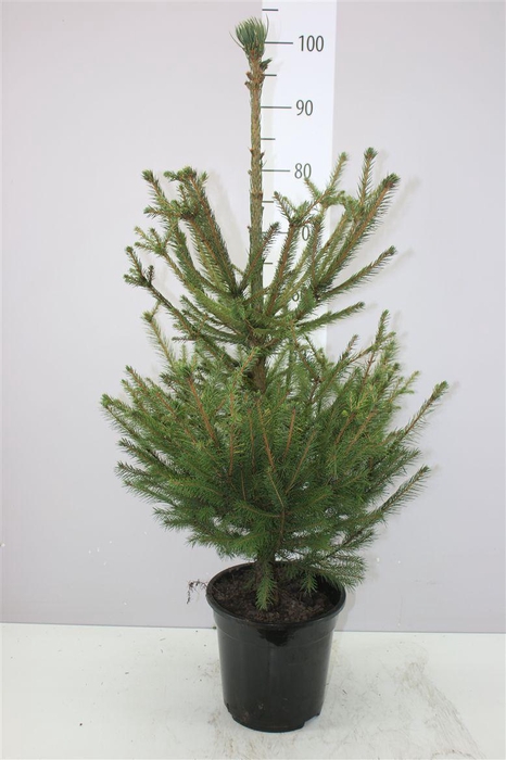 <h4>Picea Abies</h4>