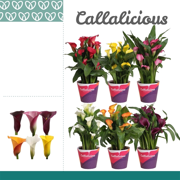 <h4>Zantedeschia Mix in Potcover</h4>