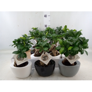 Ficus microcarpa 'Ginseng'