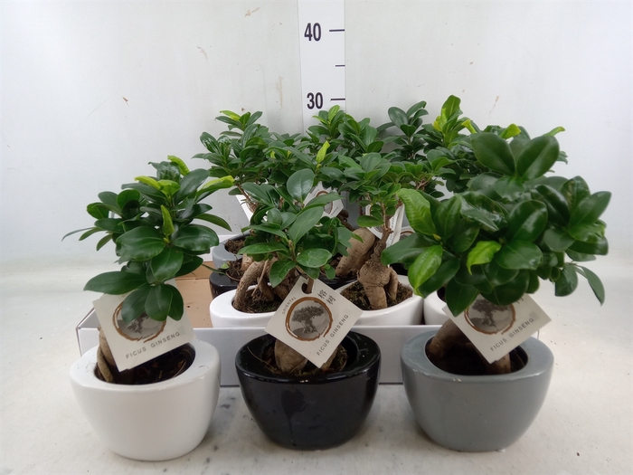 <h4>Ficus microcarpa 'Ginseng'</h4>