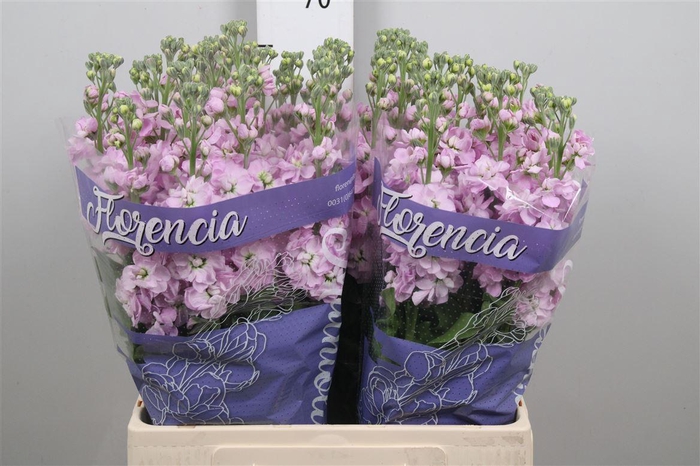 <h4>Matth Mathilda Pink</h4>