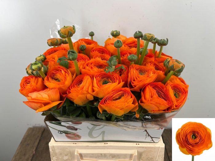 <h4>RAN SU LAMBADA</h4>