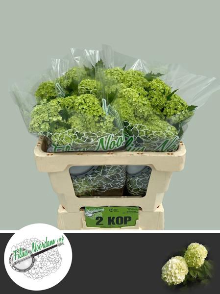 <h4>Viburnum Greenhouse 2 Kop Filius</h4>