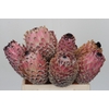 Protea Barbigera No leaves