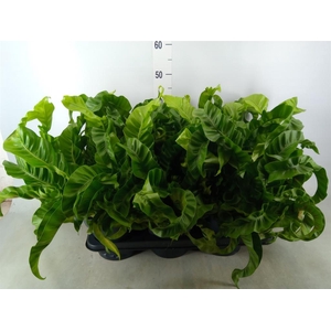 Asplenium antiquum 'Hurricane'