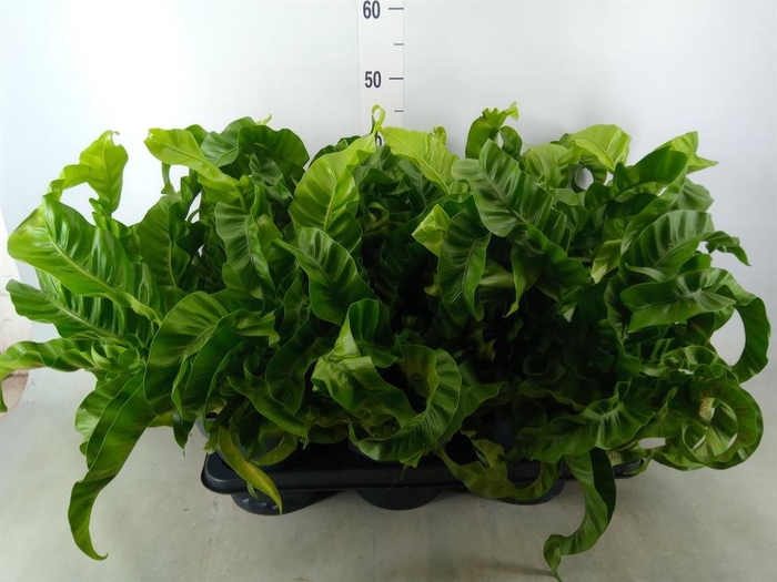 <h4>Asplenium antiquum 'Hurricane'</h4>