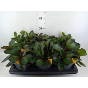 Peperomia clusiifolia 'Red Margin'